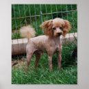 Search for stud art Dog