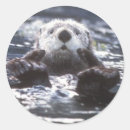 Search for sea otter stickers Mammal