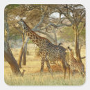 Search for juvenile stickers Baby