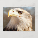 Search for prey postcards Patriotic