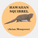 Search for squirrel pictures gift wrap Humour