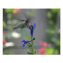 Search for salvia art Blue
