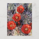 Search for cups postcards Bloom