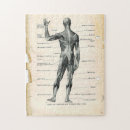 Search for human muscle puzzles Anatomy