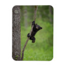 Search for black bear magnets Danita delimont