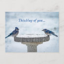 Search for bluejays postcards Winter
