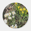 Search for spring daffodils magnets Floral
