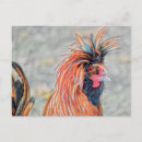 Search for poultry cards invites Farm
