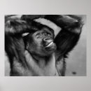 Search for black and white monkey art Primate