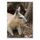Search for macropods Wildlife