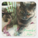 Search for tortoiseshell cat stickers Tortie