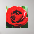 Search for red rose canvas prints Floral