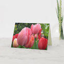 Search for tulip flower birthday cards Nature