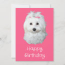 Search for puppy cards Maltese