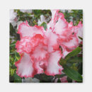 Search for azalea magnets Floral