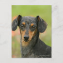 Search for miniature dachshund postcards Sitting