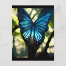 Search for morpho postcards Butterfly