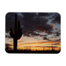Search for saguaro magnets Sunset