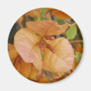 Search for fall flower magnets Orange
