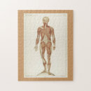 Search for human muscle puzzles Anatomy