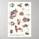 Search for ear anatomy posters Medical