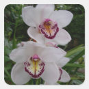 Search for orchid flower stickers Nature