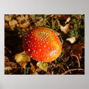 Search for fly agaric posters Fungi