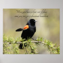 Search for blackbird posters Photography