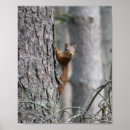 Search for red squirrel posters Nature