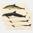 Search for mammal wrapping paper Dolphins
