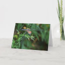 Search for flying insects cards Photograph