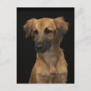 Search for resuce Animal