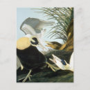 Search for audubon postcards Julius bien