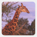 Search for giraffe spots stickers Neck