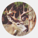 Search for buck wild stickers Nature