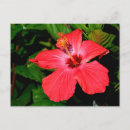 Search for hibiscus flower postcards Garden