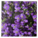 Search for lilac tiles Nature