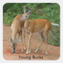 Search for buck deer stickers Animal