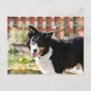 Search for pants postcards Panting