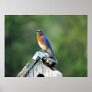 Search for bluebird posters Birds