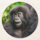 Search for primate coasters Forest