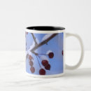Search for engelbrecht mugs Massachusetts