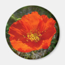 Search for red poppies magnets Nature