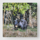Search for black bear clocks Wildlife