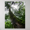 Search for sanctuary posters Nature
