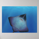 Search for stingray fish posters Sea