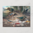 Search for satin postcards Bird