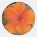 Search for orange hibiscus stickers Nature