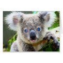 Search for koala baby postcards Nature