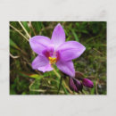 Search for wild orchid postcards Nature